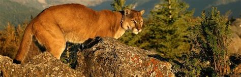 Cougar Facts Feline Facts And Information