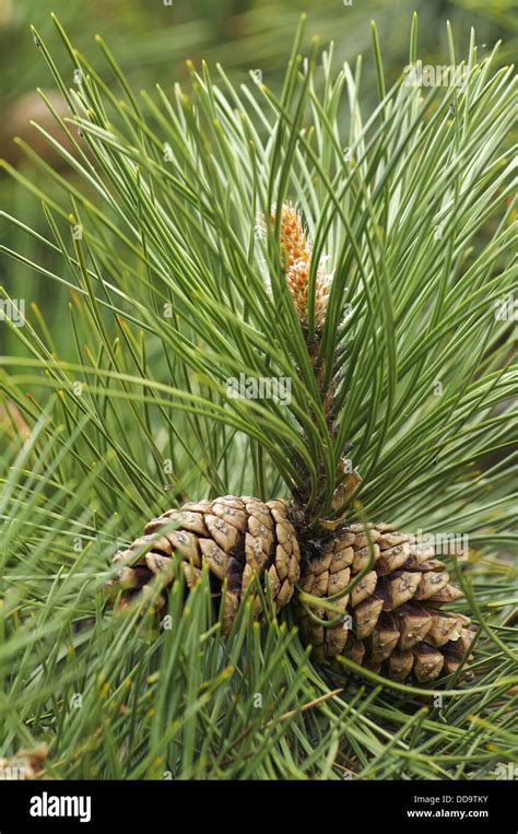 European Black Pine Tree Branch Hi Res Stock Photography And Images Alamy