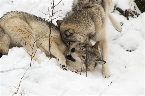 Grey Wolves Interacting Stock Image C0320413 Science Photo Library