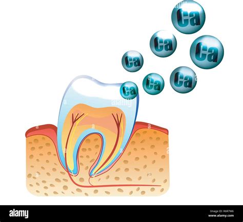 Illustration Of Teeth And Saturation With Calcium Of Tooth Enamel Stock