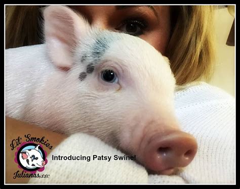 Lil Smokies Julianas Meet The Mini Pig Breeder
