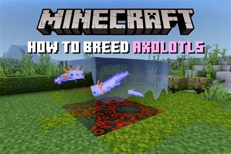 How To Breed And Tame Axolotls In Minecraft 2022 Guide Beebom