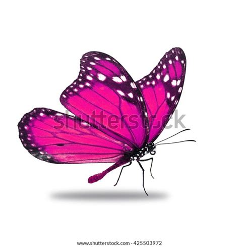 Beautiful Pink Monarch Butterfly Isolated On Stock Photo 425503972