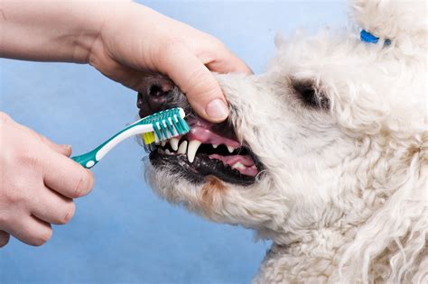The following digestive and nutritional issues can signal cancer in dogs and cats:. 6 Tips for Keeping Your Dog's Teeth Healthy