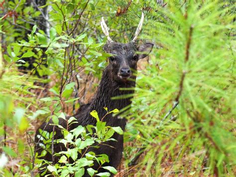 Maryland Biodiversity Project Sika Deer Cervus Nippon