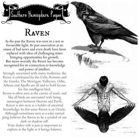 Crow Raven Meaning Symbolizes Animal Spirit Guides Raven Spirit