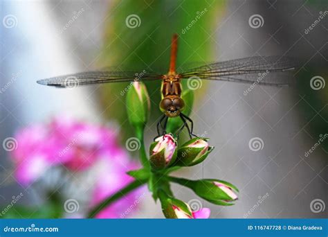 Dragonfly On Flower Stock Photo Image Of Macro Nature 116747728