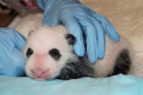 Smithsonian Insider Panda Cub Receives First Exam Smithsonian Insider