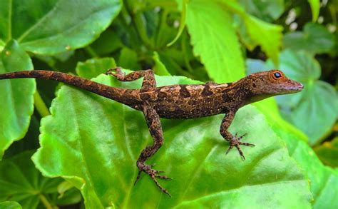 Lagarto Reptil Naturaleza Animales Foto Gratis En Pixabay Pixabay
