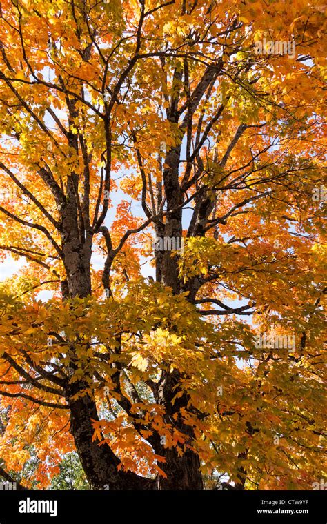 Autumn Color In Maple Trees In Eureka Springs Arkansas Stock Photo Alamy