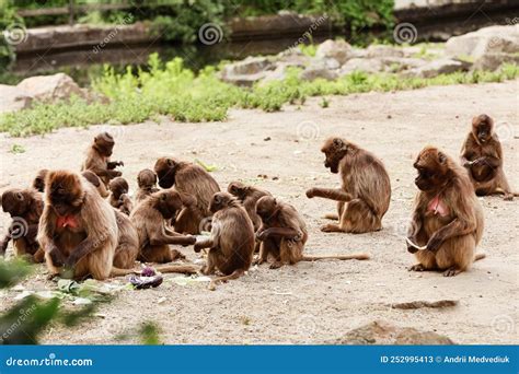 Group Of Monkeys Sit On A Rock And Eating Vegetables In Their Natural