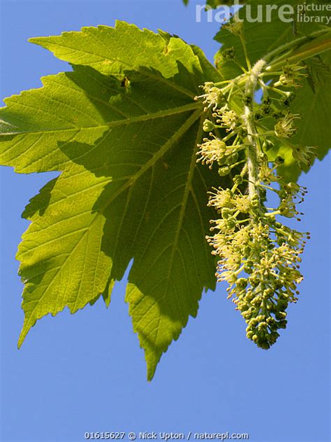 Stock Photo Of Sycamore Tree Acer Pseudoplatanus Flowers Wiltshire