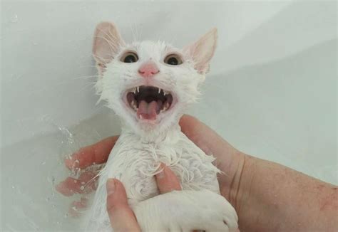 Cat Baths The Most Hilariousexhausting Experience Ever Funny Cats In