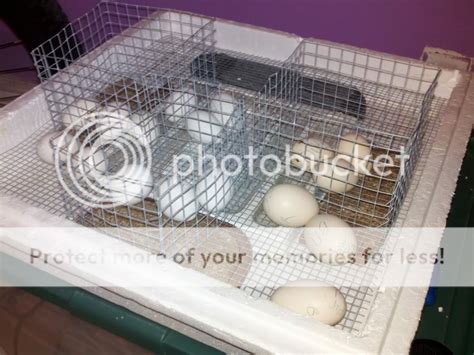 anyone make dividers for hatching different breeds in an incubator page 2 backyard