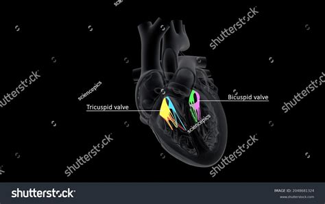 Human Heart Tricuspid Valve Anatomy 3d 库存插图 2048681324 Shutterstock