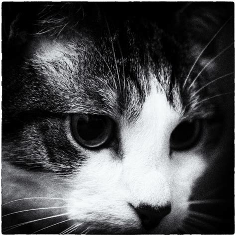 Free Images Black And White Black Cat Close Up Nose Whiskers