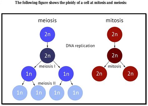 Ploidy And Meiosis Mitosis Meiosis Mitosis Vs Meiosis Meiosis The Best Porn Website