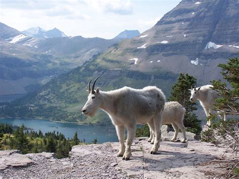 Mountain Goats Glacier National Park Montana J Stephen Conn Flickr