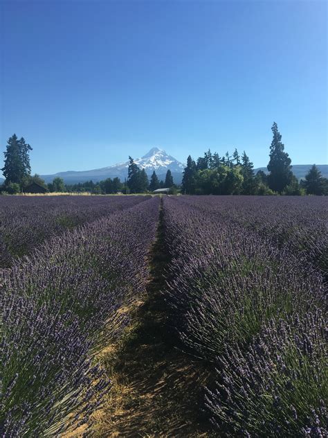 Lavender Fields Mt Hood Oregon Country Roads Go Outside Natural