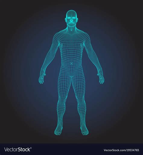 3d Wireframe Human Body Royalty Free Vector Image Human Body Model