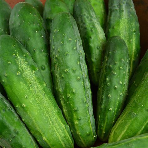 Early Fortune Heirloom Cucumber Thresh Seed Co