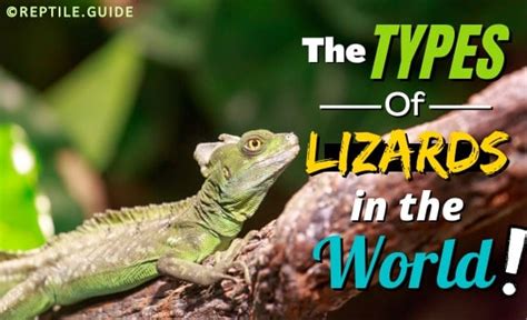 10 Amazing Types Of Lizards Meet All The Cool Lizards Here