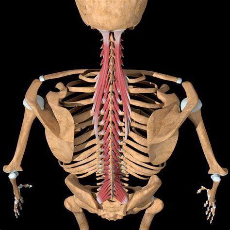 Lumbar Spine Muscles Anatomy Mri