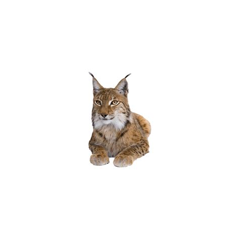 Eurasian Lynx Photo Clipart Png Photo Hd Photos Png Images Design