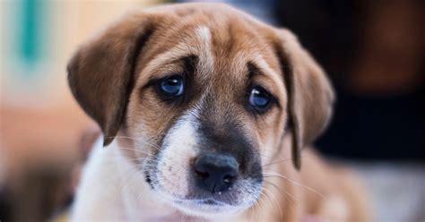 Puppy Dog Eyes For Darwin Evolution News