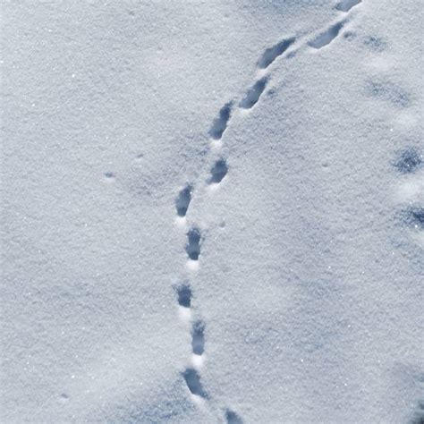 430 Fox Tracks Snow Stock Photos Pictures And Royalty Free Images Istock