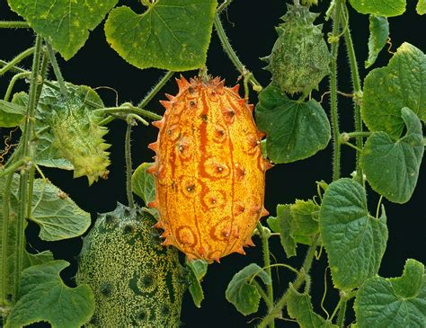 What Is A Horned Melon And How To Grow It Birds And Blooms