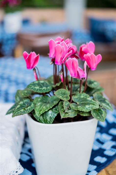 Caring For Cyclamens Growing Guides Daltons