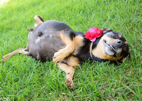 Pregnant Dog Works It In Her Very Own Maternity Photo Shoot Pregnant