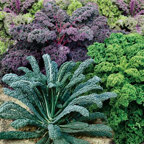 Sign up to receive emails from parkseed.com. Organic Kale Garden Blend | Garden, Plants, Vegetable garden