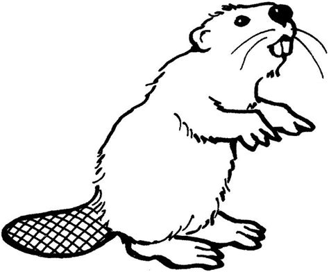 Oregon State Beavers Coloring Pages Coloring Pages