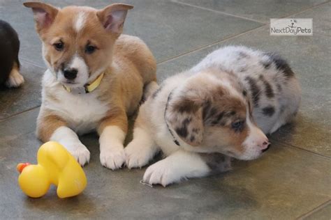 Cardigan welsh corgis, one of two types of purebred corgi dogs, are much loved throughout the how much is a cardigan welsh corgi puppy? Black Collar: Corgi puppy for sale near Southeast Missouri ...