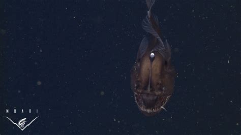 The Elusive Black Seadevil Anglerfish Rare Video Footage By Mbari