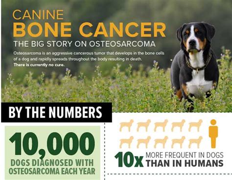 Jack has an aggressive cancer coursing throughout his body. Osteosarcoma Facts About Bone Cancer in Dogs