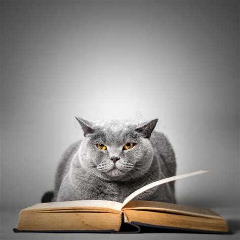 Kitty Reading A Book Stock Image Image Of Animal Kitty 22804503