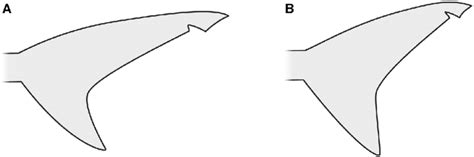 Stylized Shape Of The Caudal Fin Of A A Juvenile And B An Adult Basking