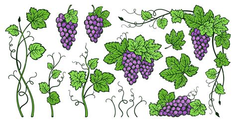 Premium Vector Grape Bunches Vine Leaves Vintage Set Sketch Ink Drawn