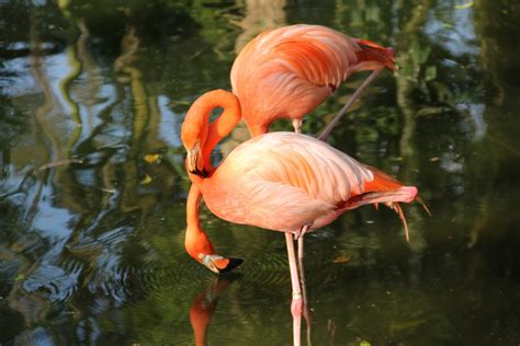 Free Images : vertebrate, greater flamingo, beak, water bird, wildlife, pink, botany, pond ...