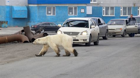 Emaciated Polar Bear Wanders Into A Siberian City The