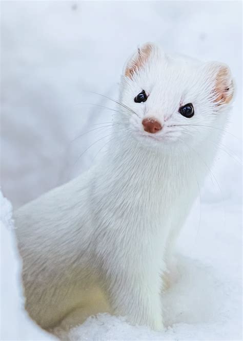 Winter Coat Short Tailed Weasel