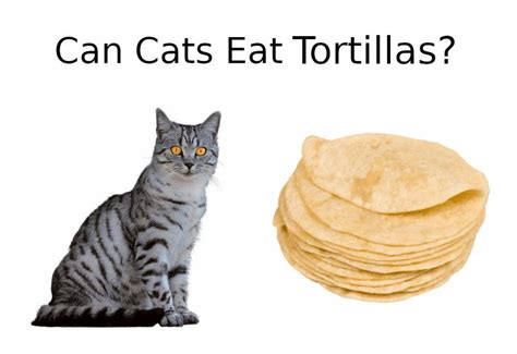 Can my cat eat apples? Can Cats Eat Tortillas? - All You Need To Know | All About ...