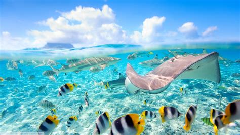 Wallpaper Sea Fish Underwater Coral Reef Swimming Caribbean