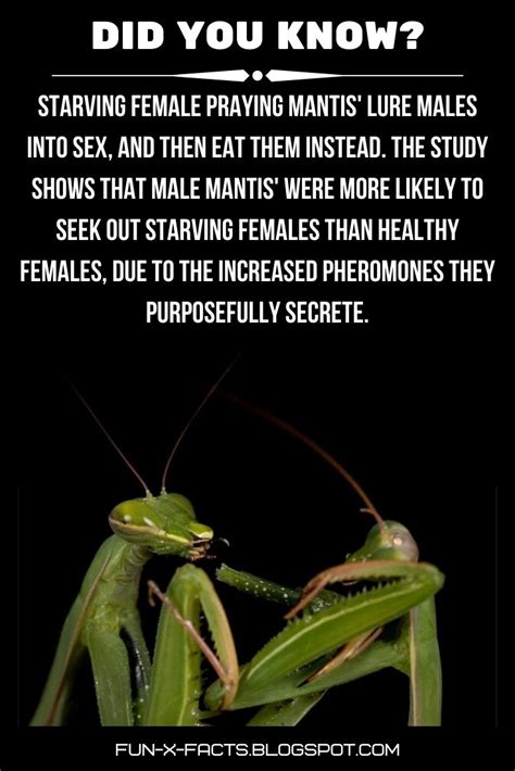 Femme Fatale Praying Mantis Lure Males With Sex Then Eat Them Amazing