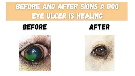 Before And After Signs A Dog Eye Ulcer Is Healing The Canine Expert