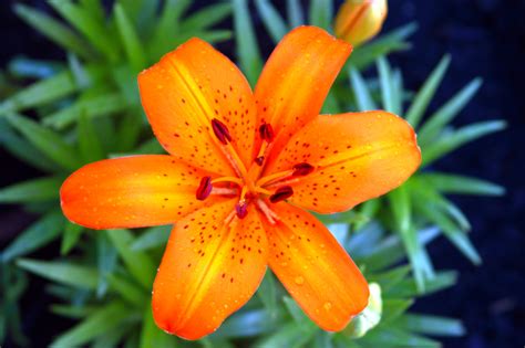 Many orange flowers like the birds of paradise are chosen to add a tropical touch in parties and weddings. No Lilies for Kitties! - Great Goats LandscapingGreat ...