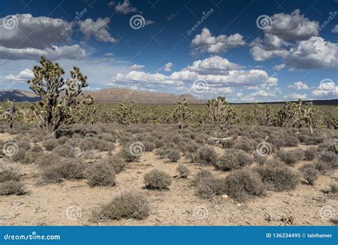 Arizona`s Joshua Tree Forest Stock Image Image Of Northwest Extreme